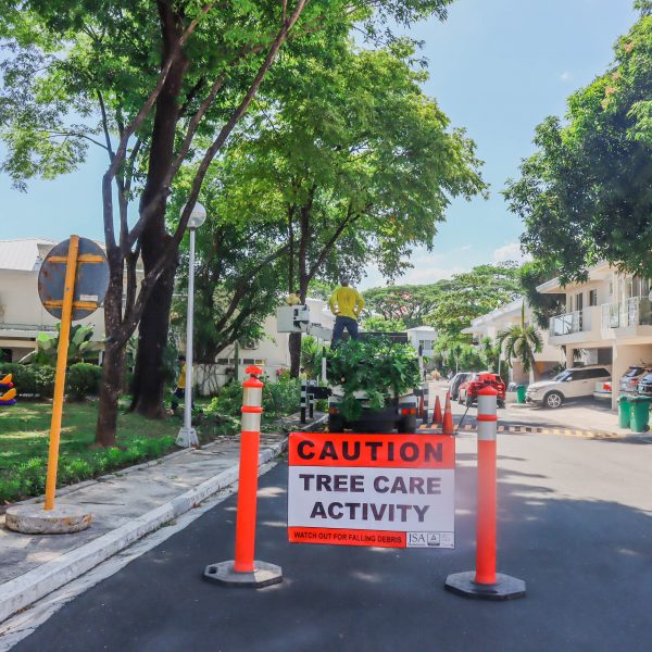 Club-wide tree pruning was done to ensure safety and security, especially during the typhoon season